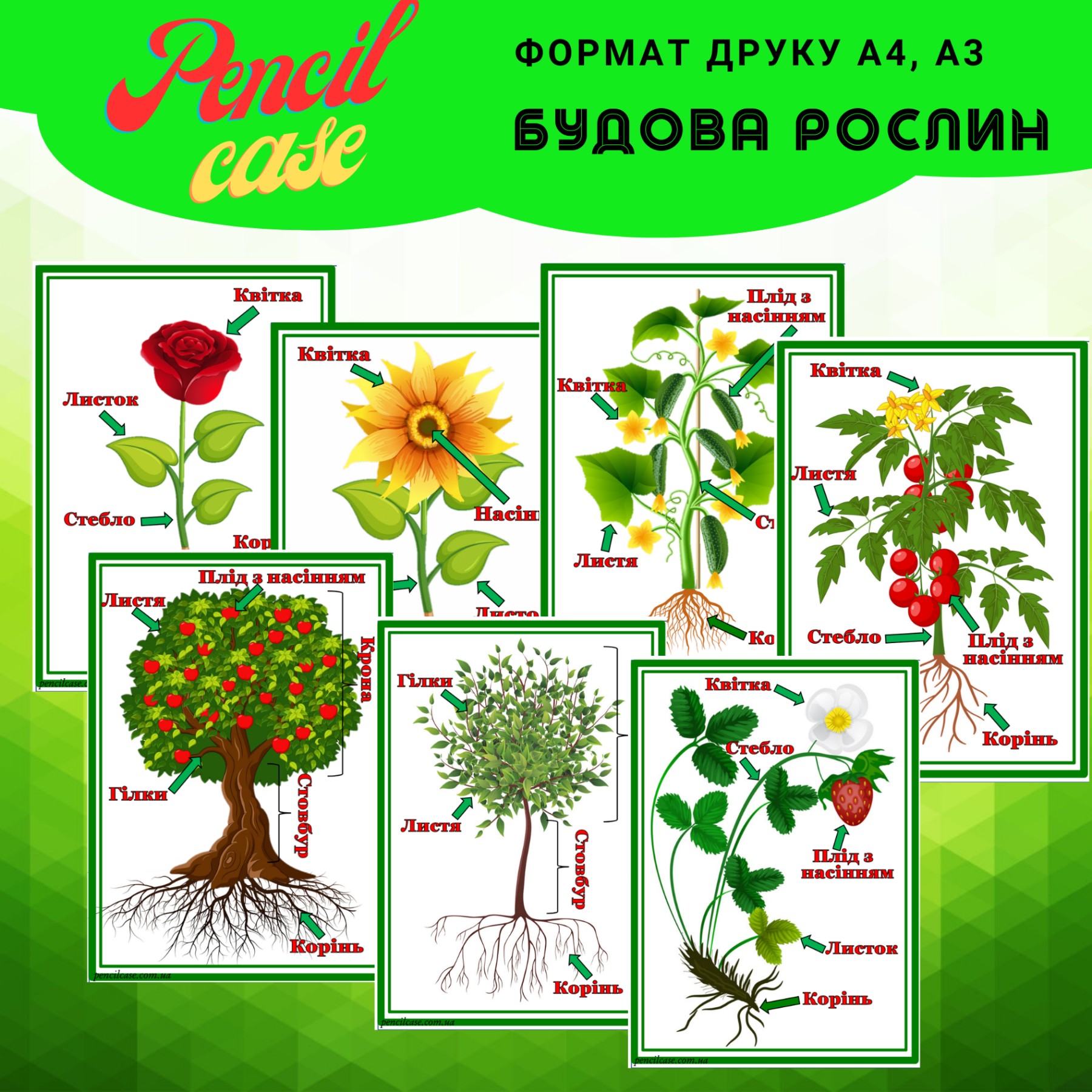 Наочність до теми Будова рослин Плакат "Будова рослин" - Зображення 1
